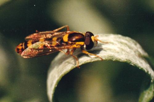 Sphaerophoria scripta